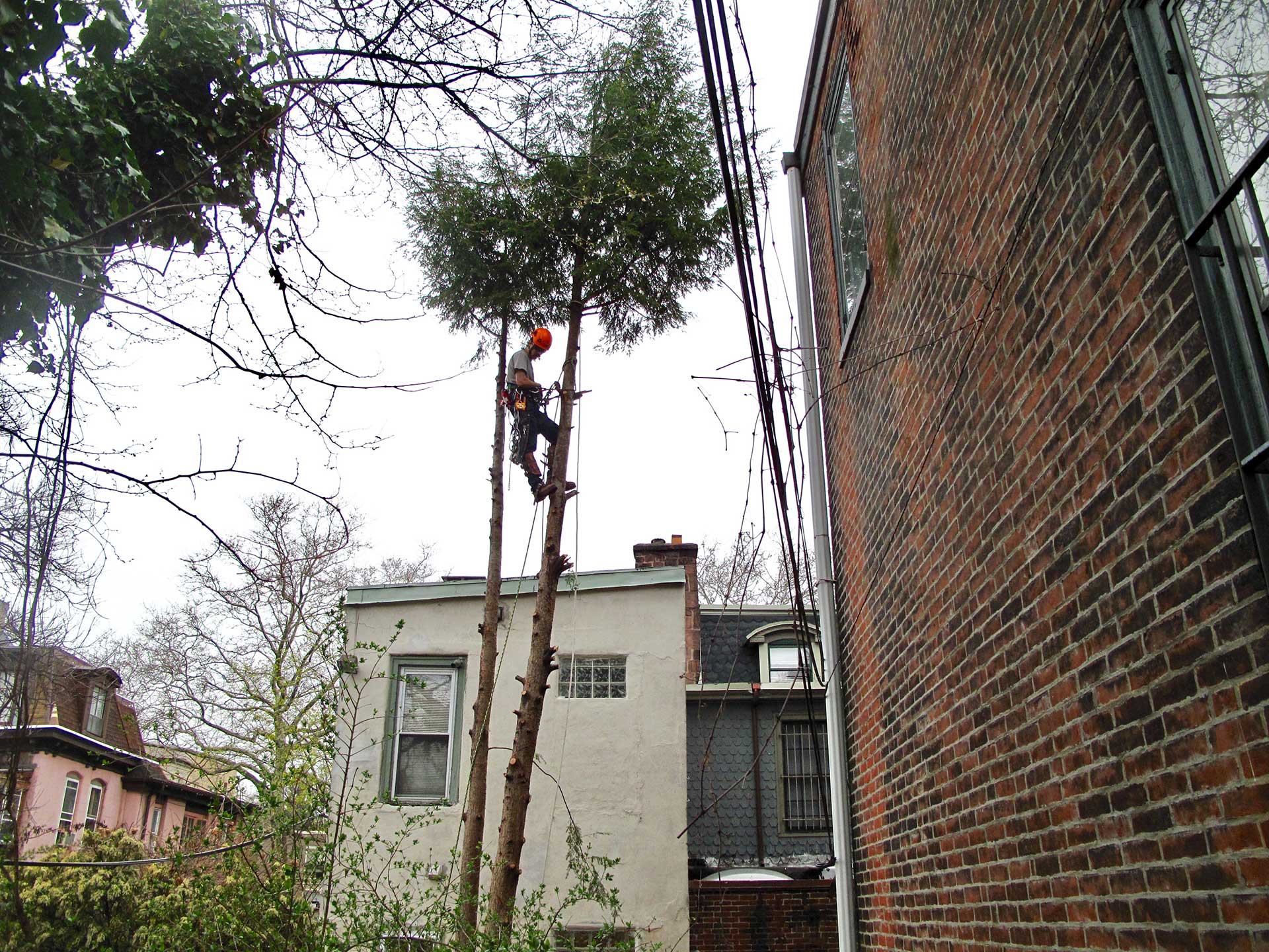 Urban tree pruning