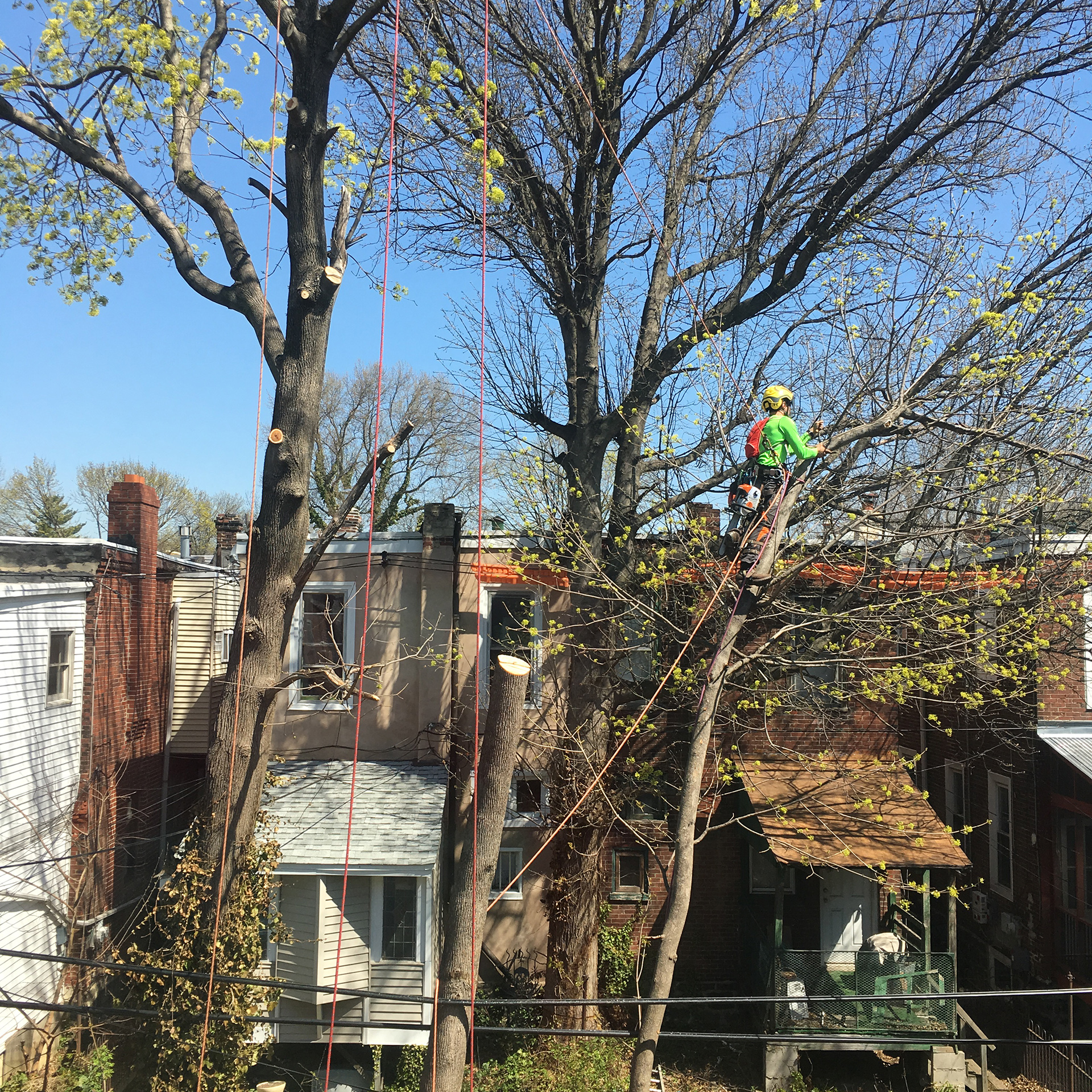 Urban tree removal